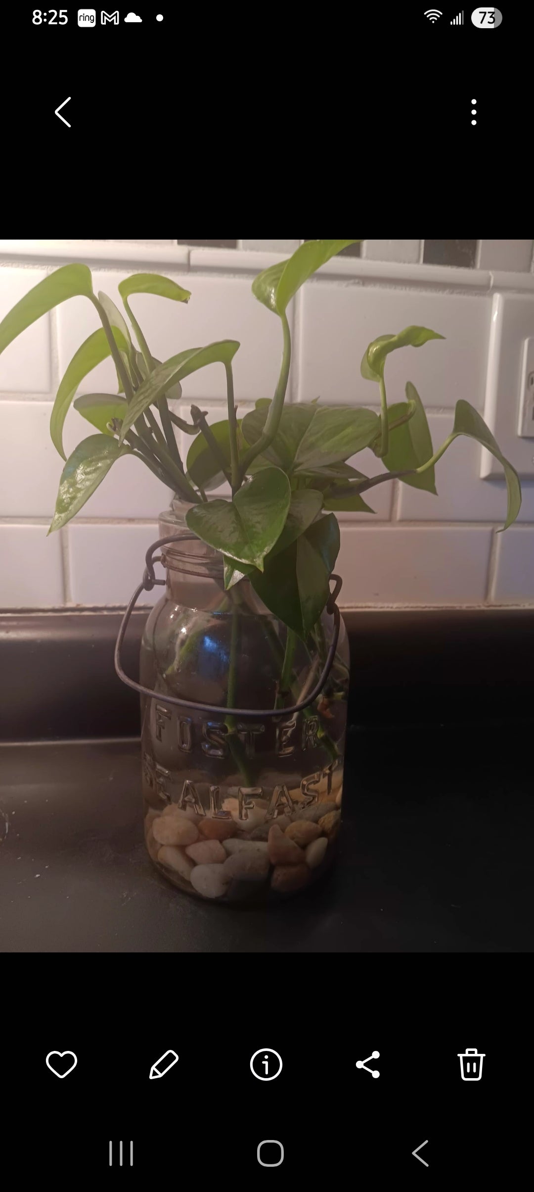 Sprouts in Glass