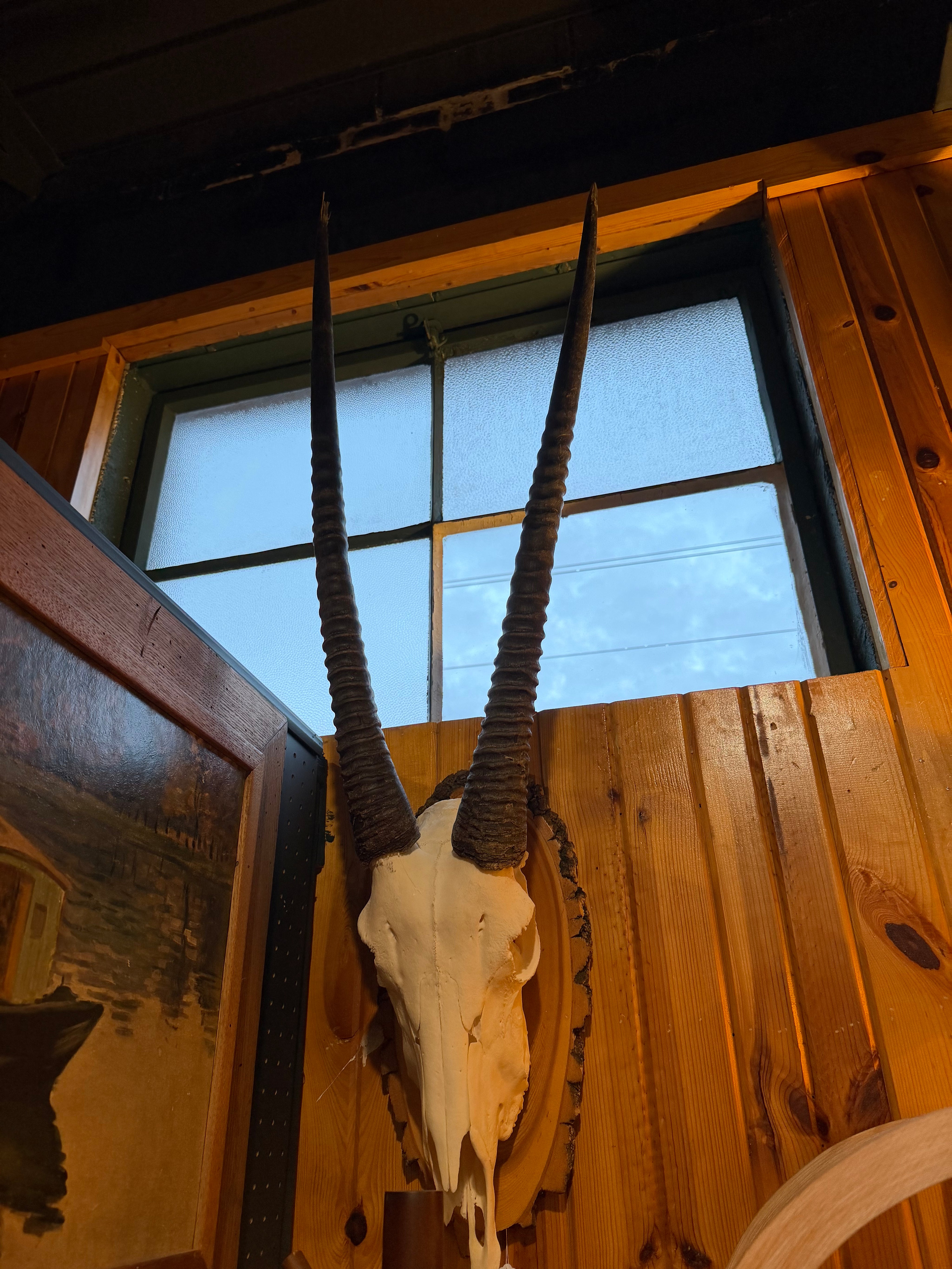 50” Blesbock Antelope skull antlers