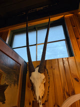 50” Blesbock Antelope skull antlers