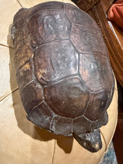 11” taxidermy turtle  tortoise