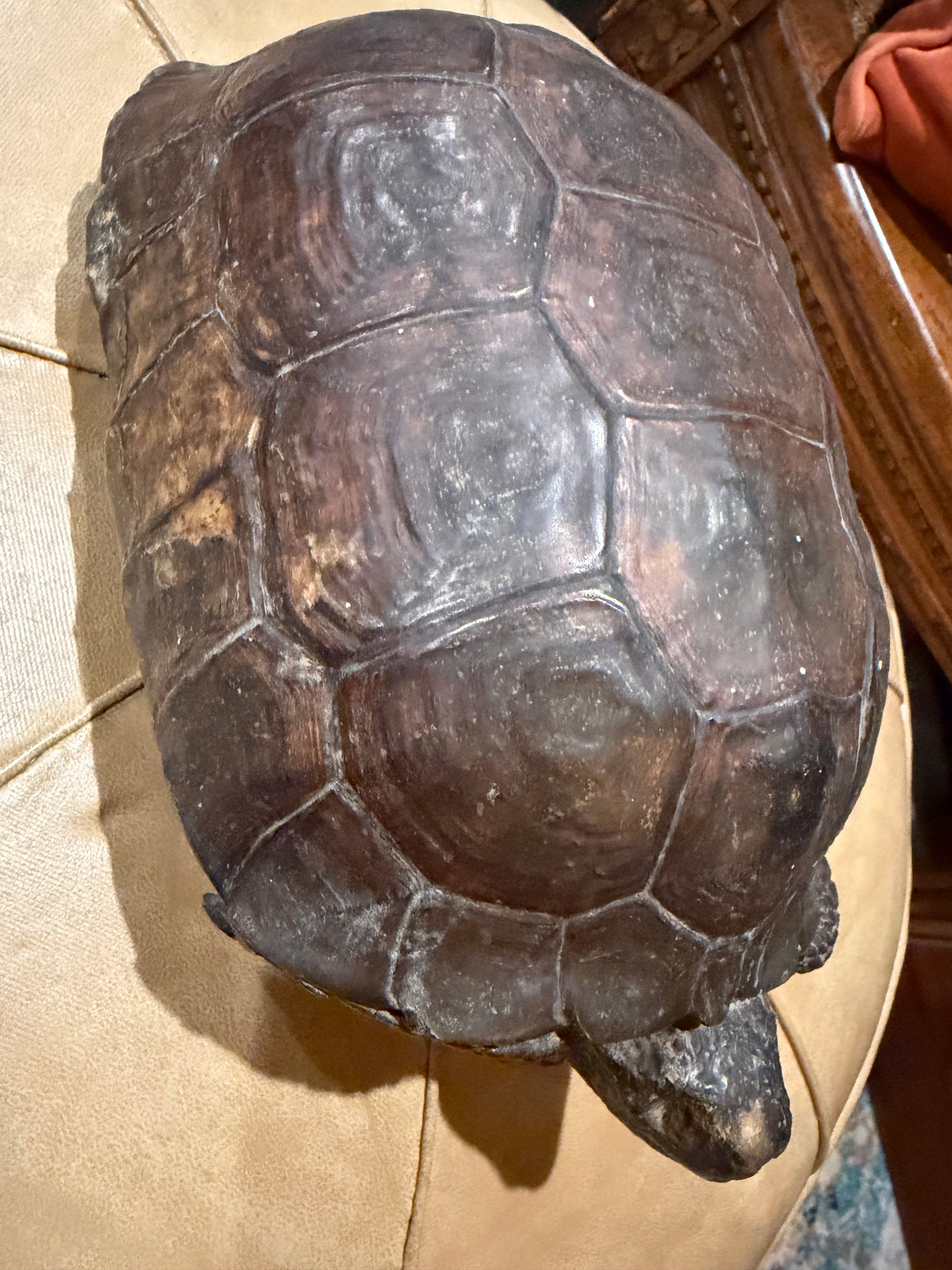 11” taxidermy turtle  tortoise