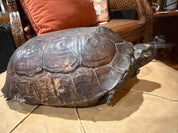 11” taxidermy turtle  tortoise