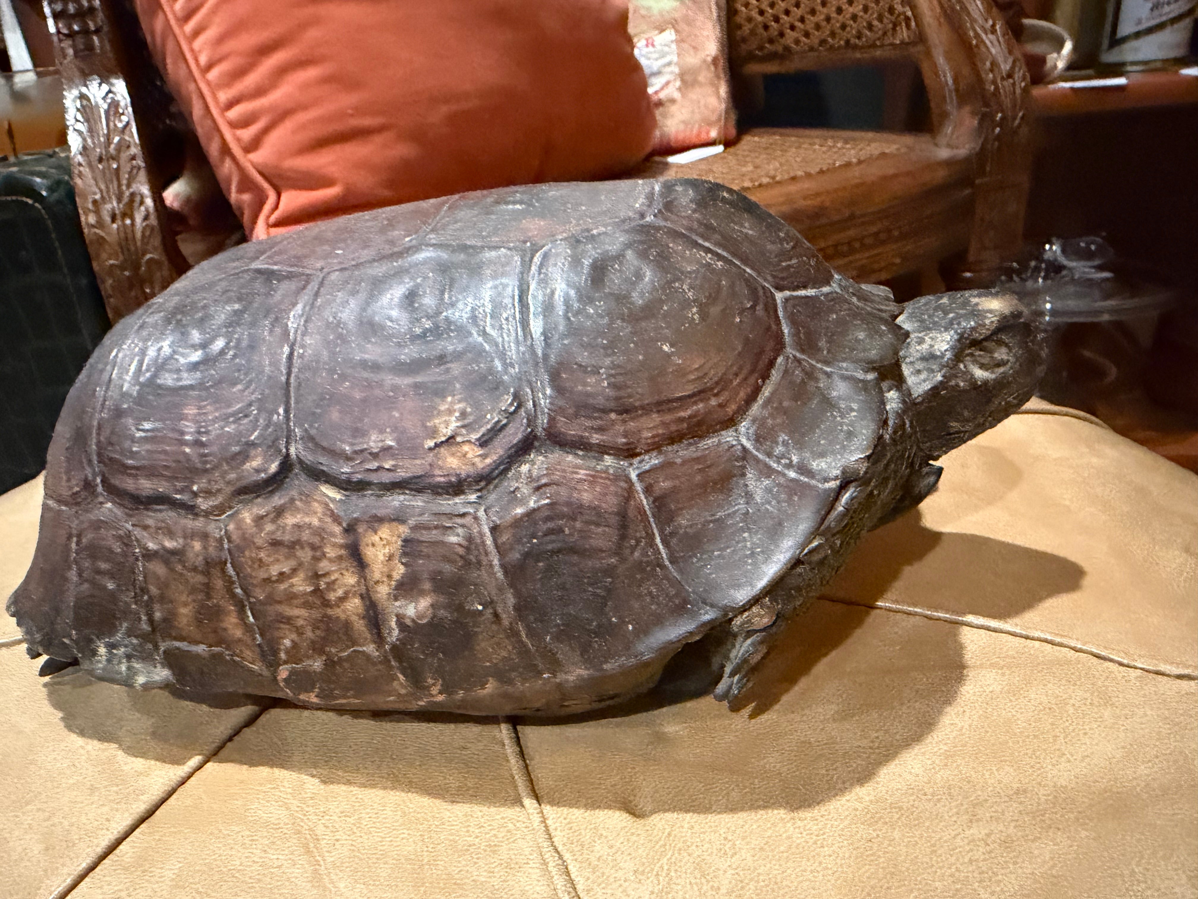 11” taxidermy turtle  tortoise