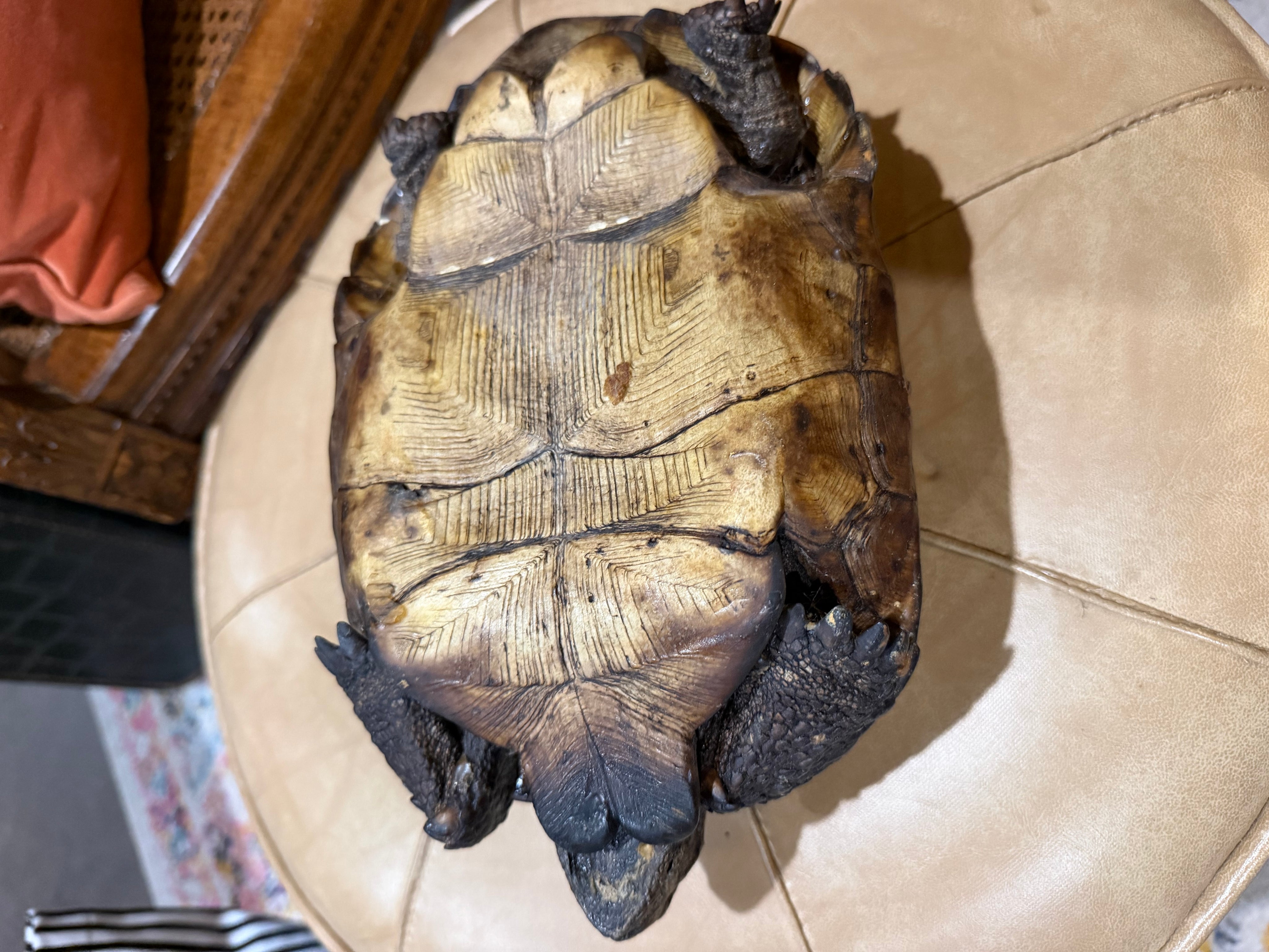 11” taxidermy turtle  tortoise