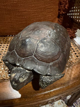 11” taxidermy turtle  tortoise