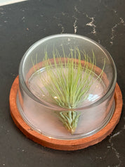 Domed Contemporary Wood & Glass Terrarium