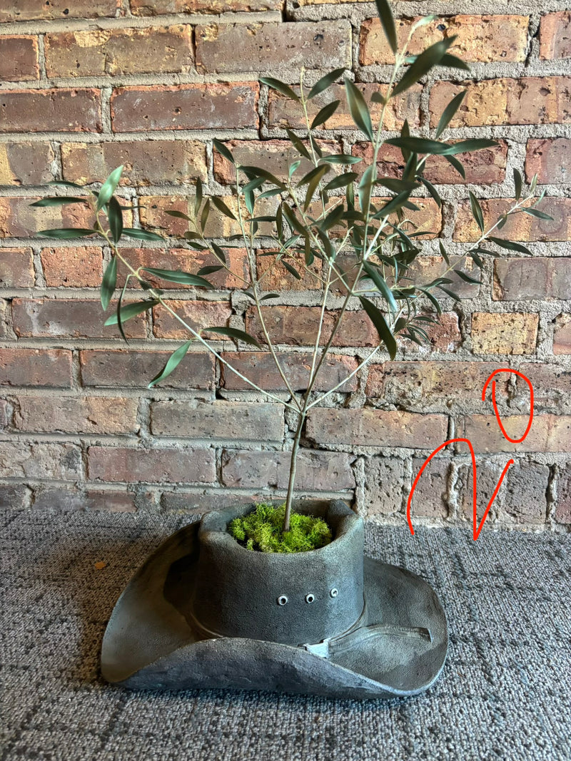Olive tree (live) in cowboy planter by 603 - Mavis Estate Edit