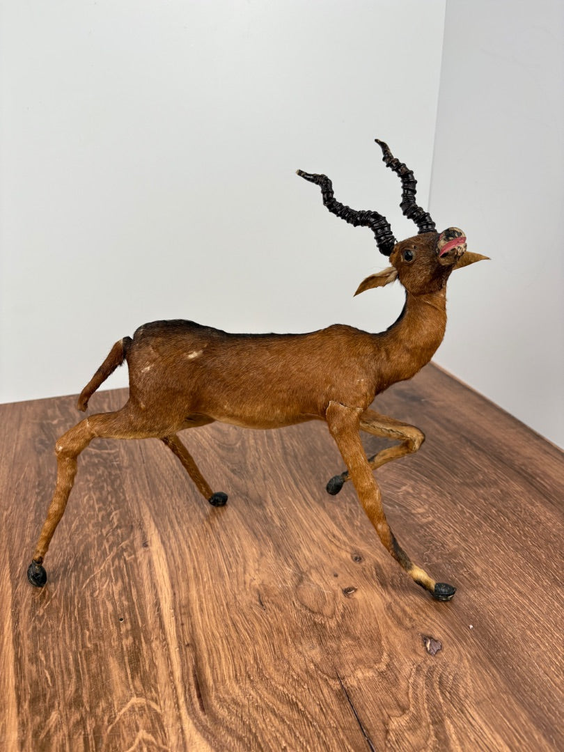 Antique Taxidermy Blackbuck Twisted Horn Antelope