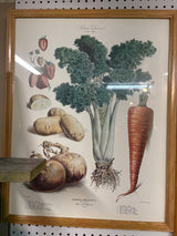 Album Vilmorin No 32 Framed Botanical Print