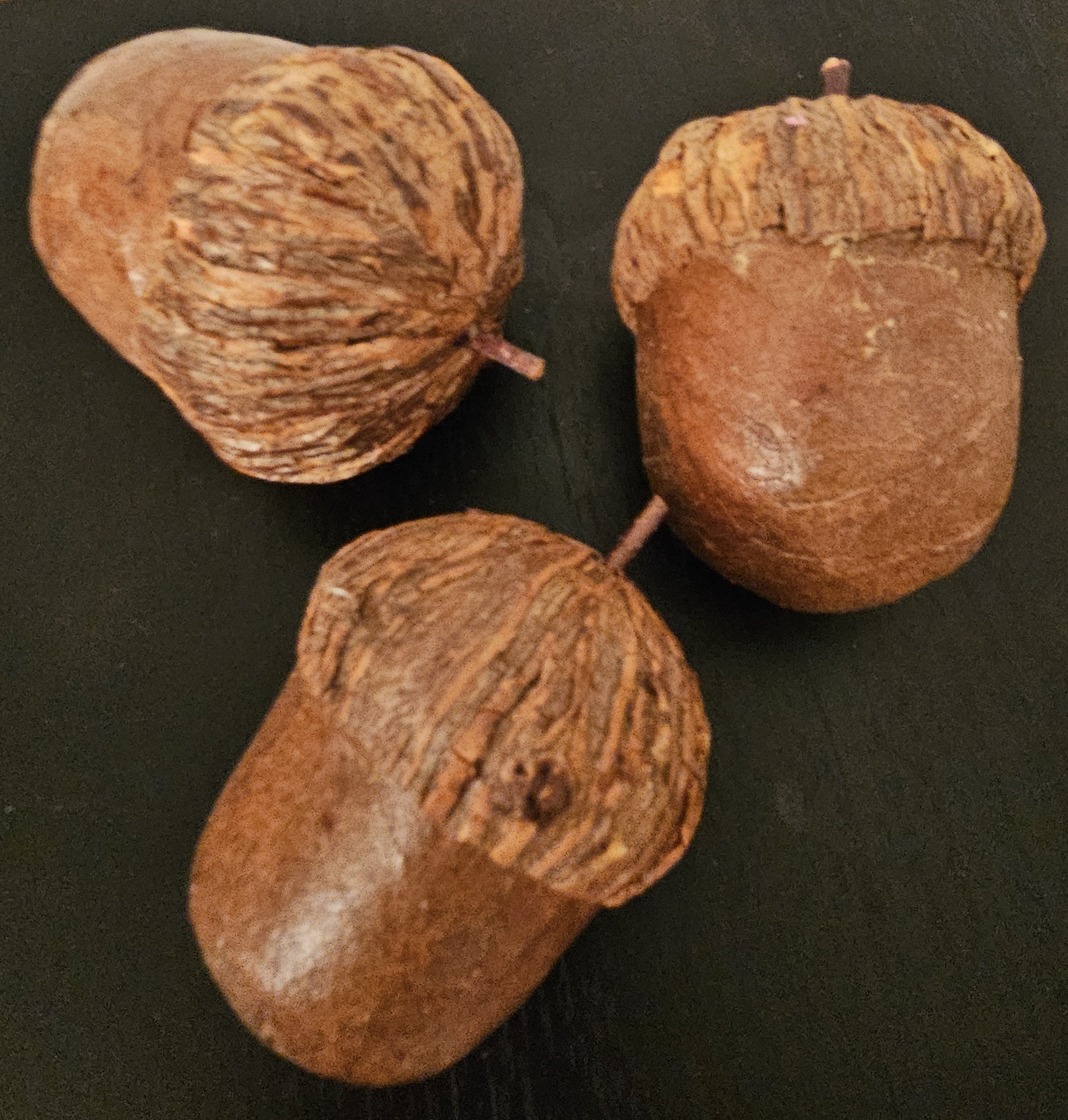 Large_20Acorns.jpg