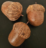 Large Burr Oak Acorns SET OF 3