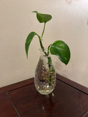 Polka Dot Propagation Vase