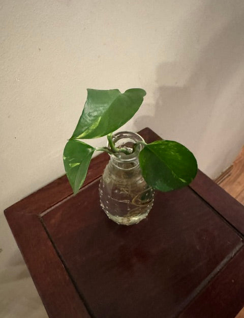 Polka_20Dot_20Prop_20Vase_2002.jpg
