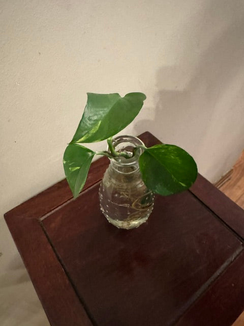 Polka Dot Propagation Vase