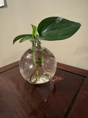 Round Bud Vase with Propagation