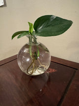 Round Bud Vase with Propagation