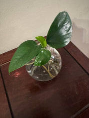 Round Bud Vase with Propagation