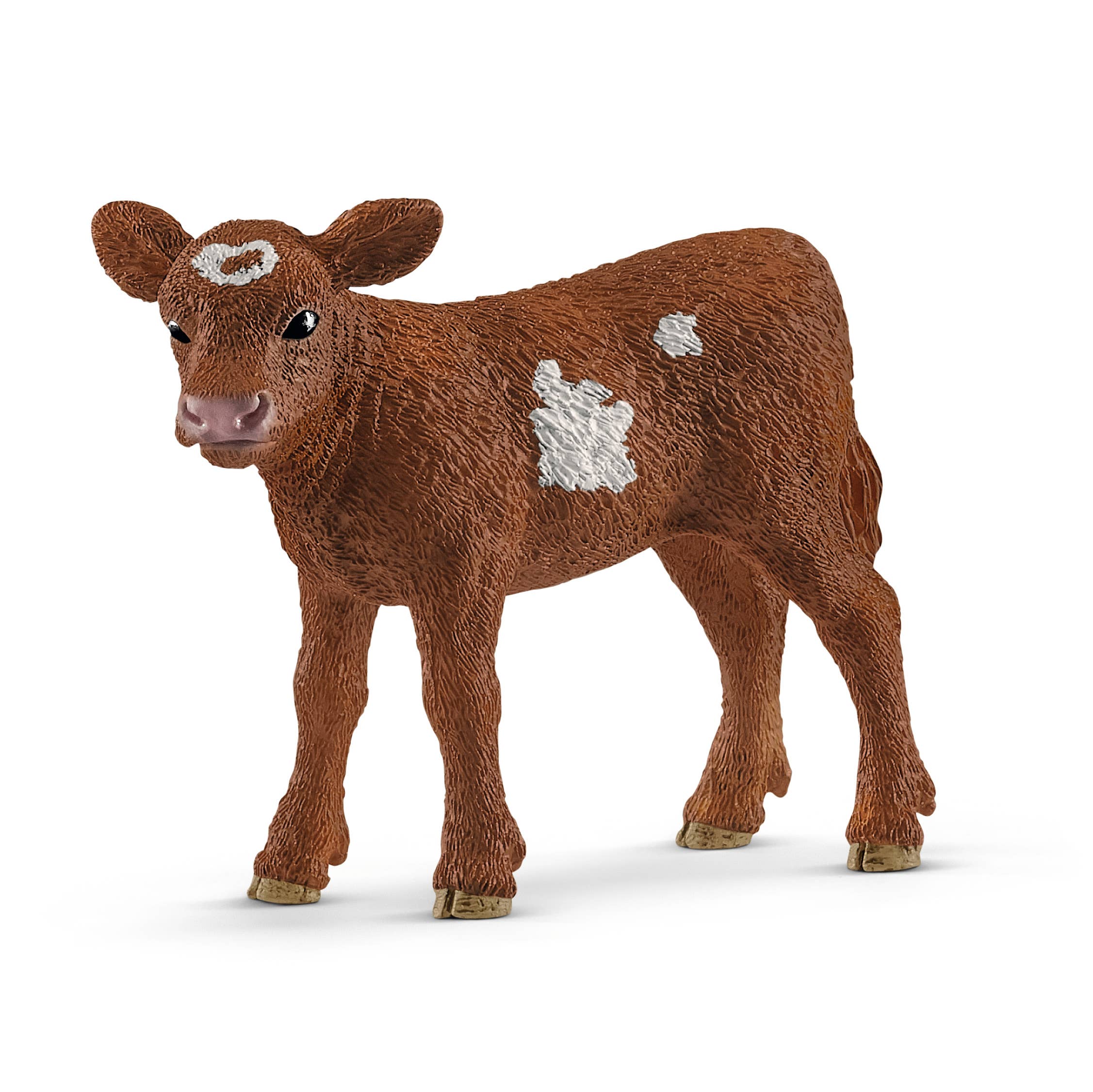 Texas_Longhorn_calf.jpg