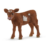 Texas Longhorn calf
