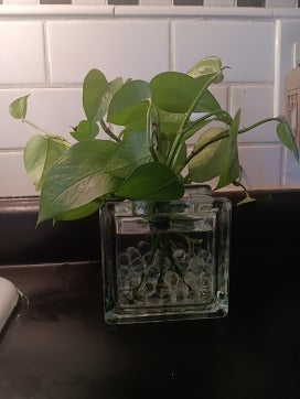 Philo Sprouts in W. Germany Glass Block Vase