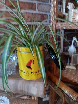 Meinl Tin w Spider Plant