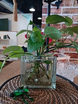 Philoden Sprouts in Glass Block