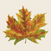 Fall Foliage Cocktail Napkin - Pack of 20