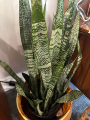 Snake plant ( only ) planter not included