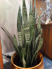 Snake plant ( only ) planter not included