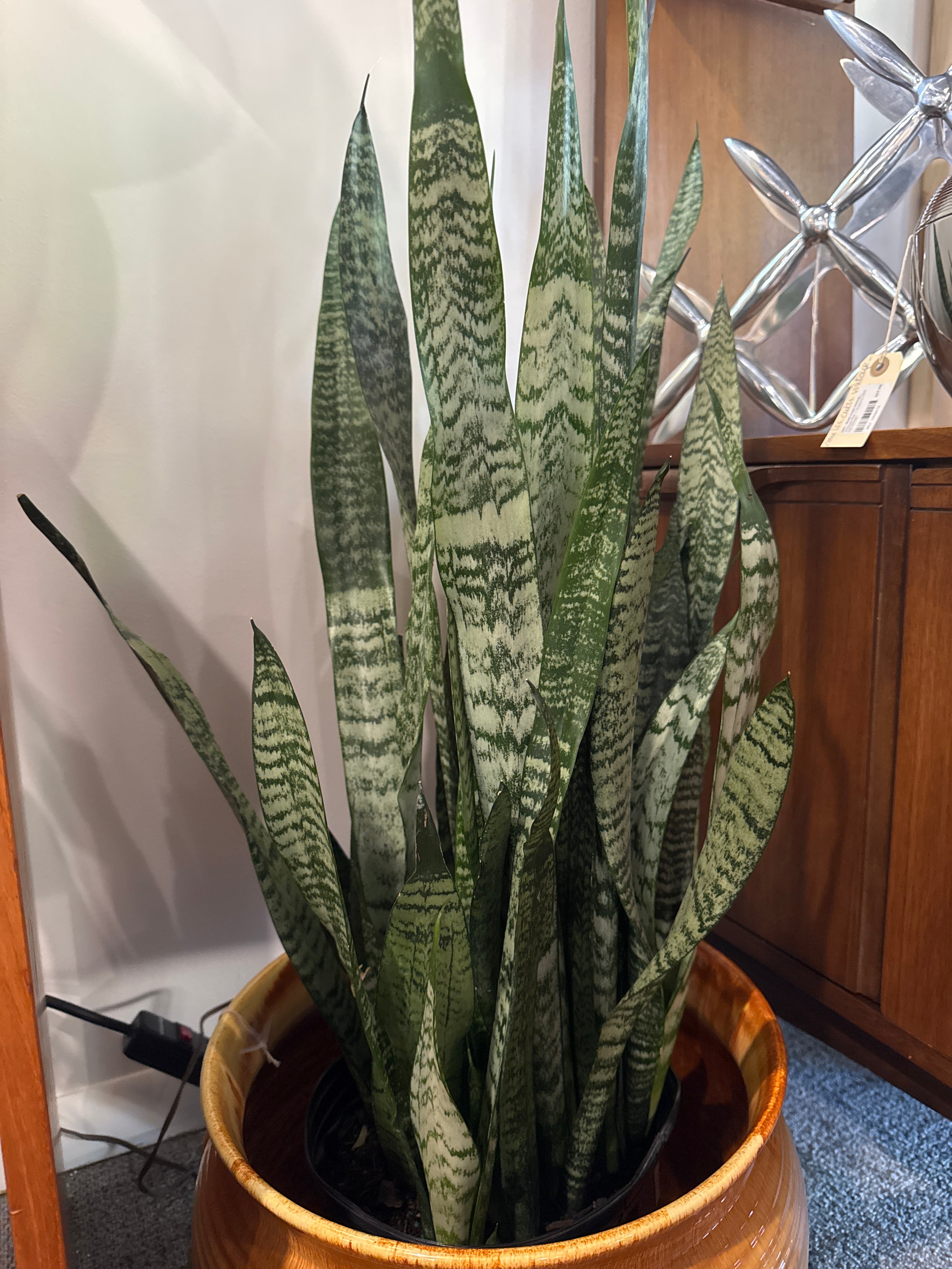 Snake plant ( only ) planter not included