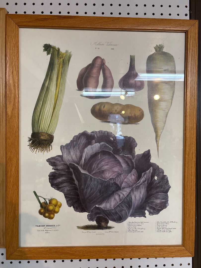 Album Vilmorin No 19 Framed Botanical Print
