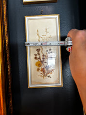 vintage mid-century pressed floral botanical art