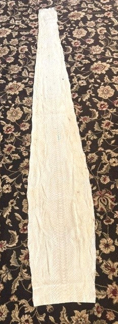 6-1/2' Dyed Python Snakeskin in supple condition